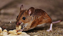 24 Hour & Emergency Exterminators in Susquehanna, PA